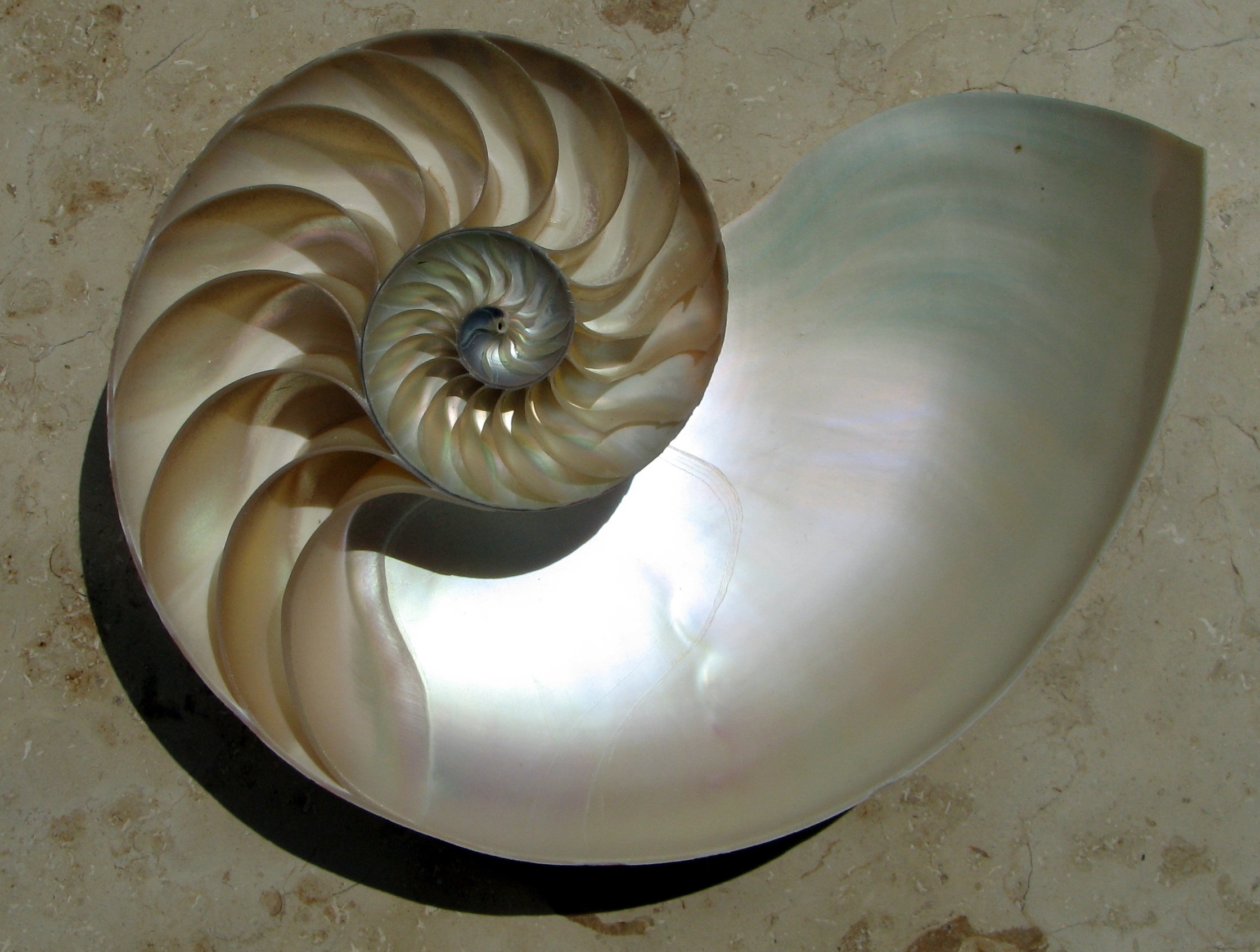 Cross-section of a chambered nautilus shell showing logarithmic spiral