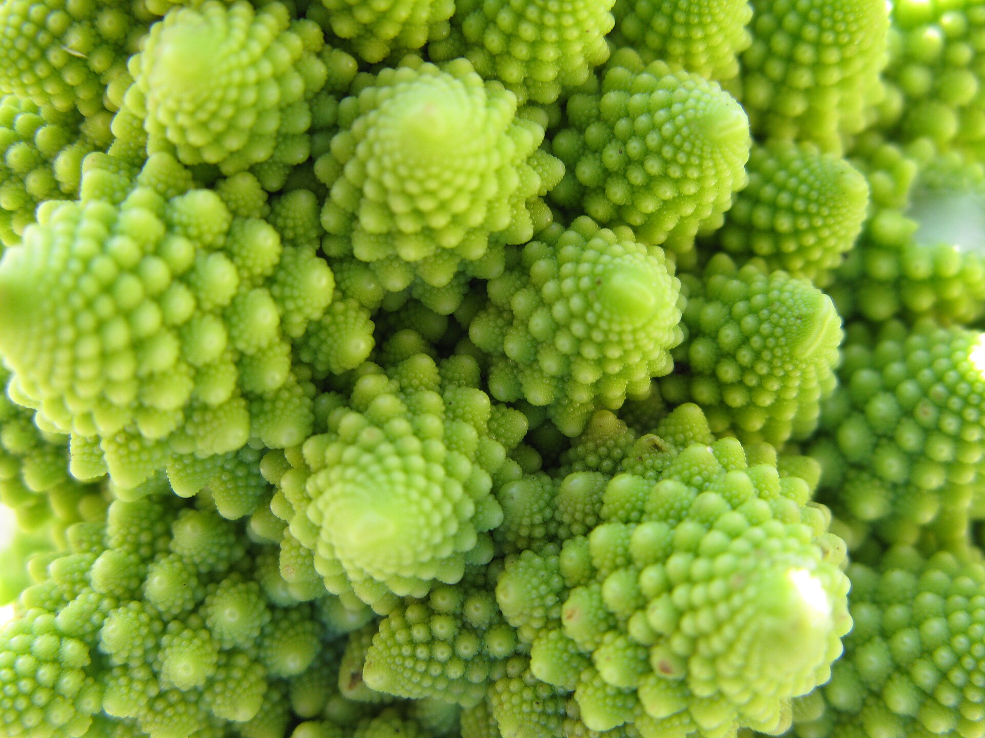Romanesco broccoli showing fractal Fibonacci spiral pattern