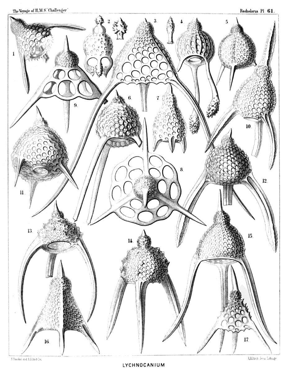 Ernst Haeckel Radiolaria illustration showing icosahedral silica skeleton