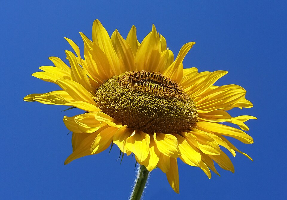 Sunflower head showing Fibonacci spiral arrangement of seeds